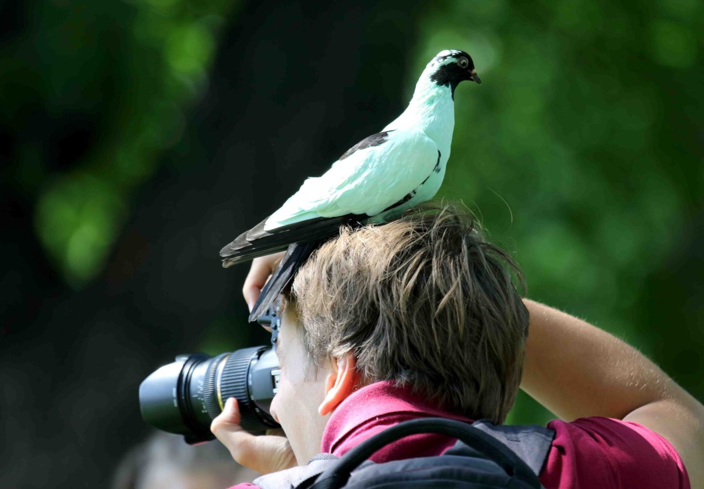 pigeon-is-sitting-head-photographer_11zon